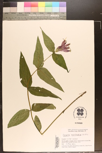 Spigelia marilandica image