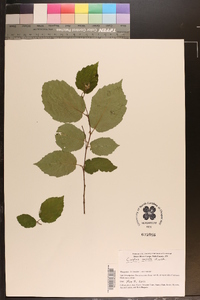 Corylus cornuta image