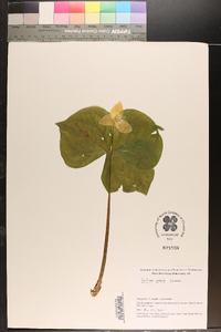 Trillium simile image