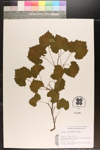 Vitis rotundifolia image