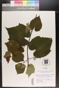 Vitis cinerea var. baileyana image