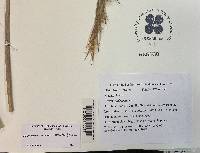 Andropogon cretaceus image