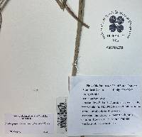 Andropogon cretaceus image