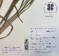 Andropogon cretaceus image