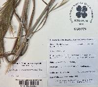 Andropogon cretaceus image