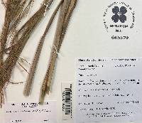 Andropogon cretaceus image