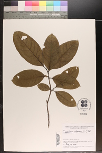 Oxydendrum arboreum image