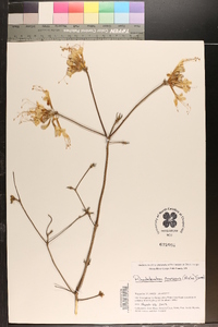 Rhododendron canescens image