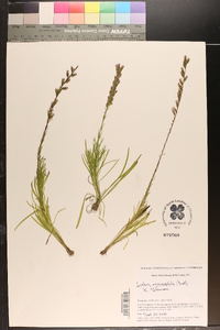 Liatris microcephala image