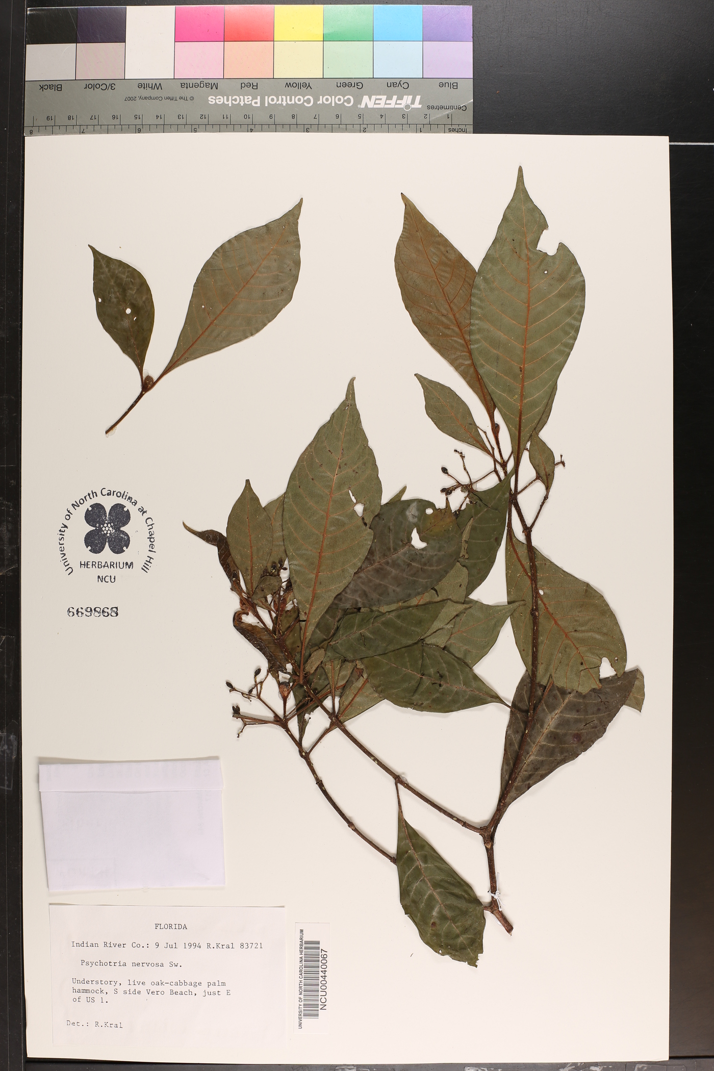 Psychotria nervosa image