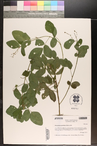 Desmodium glabellum image