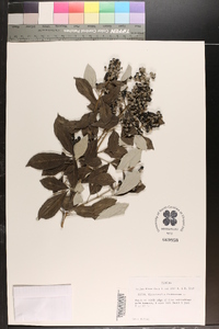 Citharexylum fruticosum image
