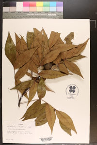 Carya floridana image