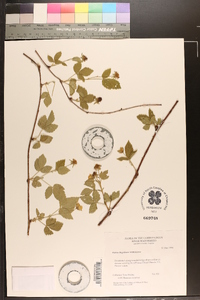 Rubus flagellaris image