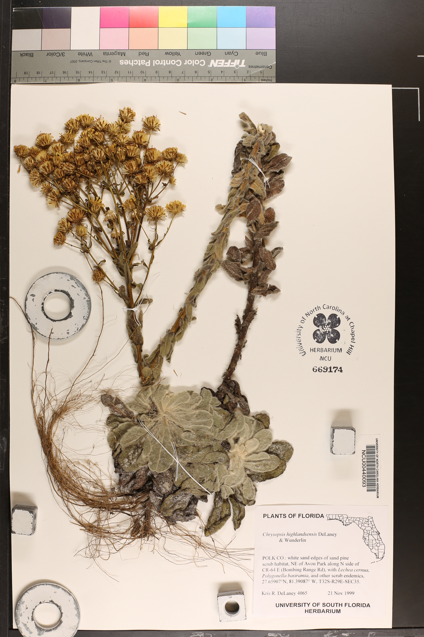 Chrysopsis highlandsensis image