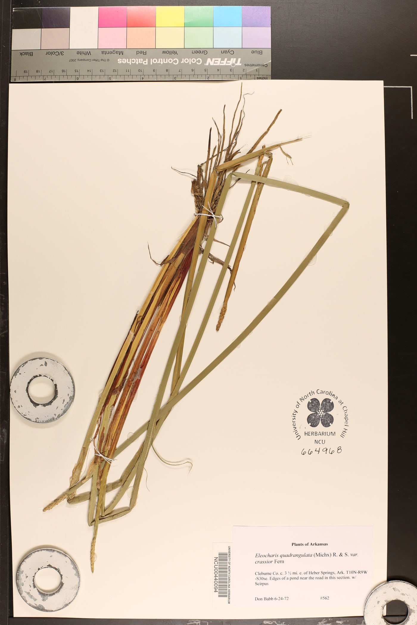 Eleocharis quadrangulata var. crassior image
