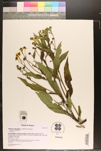 Verbesina alternifolia image