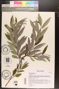 Salix sericea image