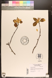 Malus pumila image