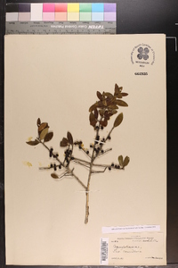 Ilex vomitoria image