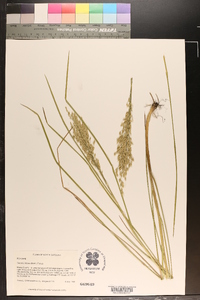 Glyceria obtusa image