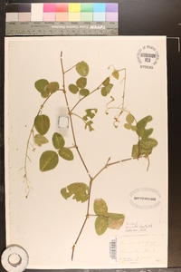 Desmodium ochroleucum image