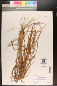 Andropogon virginicus var. virginicus image