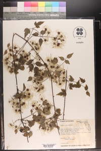 Clematis catesbyana image