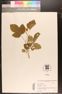 Rubus flagellaris image