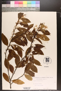 Prunus caroliniana image