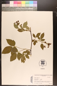 Rubus argutus image