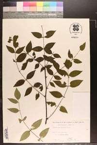 Zanthoxylum americanum image