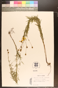 Coreopsis pulchra image