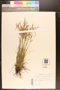 Juncus georgianus image