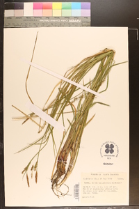 Carex biltmoreana image