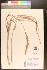 Andropogon cretaceus image