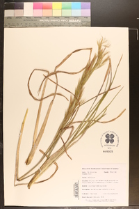 Andropogon cretaceus image