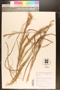 Andropogon cretaceus image