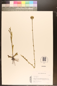 Balduina uniflora image