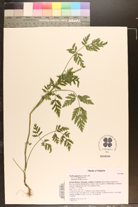 Torilis japonica image