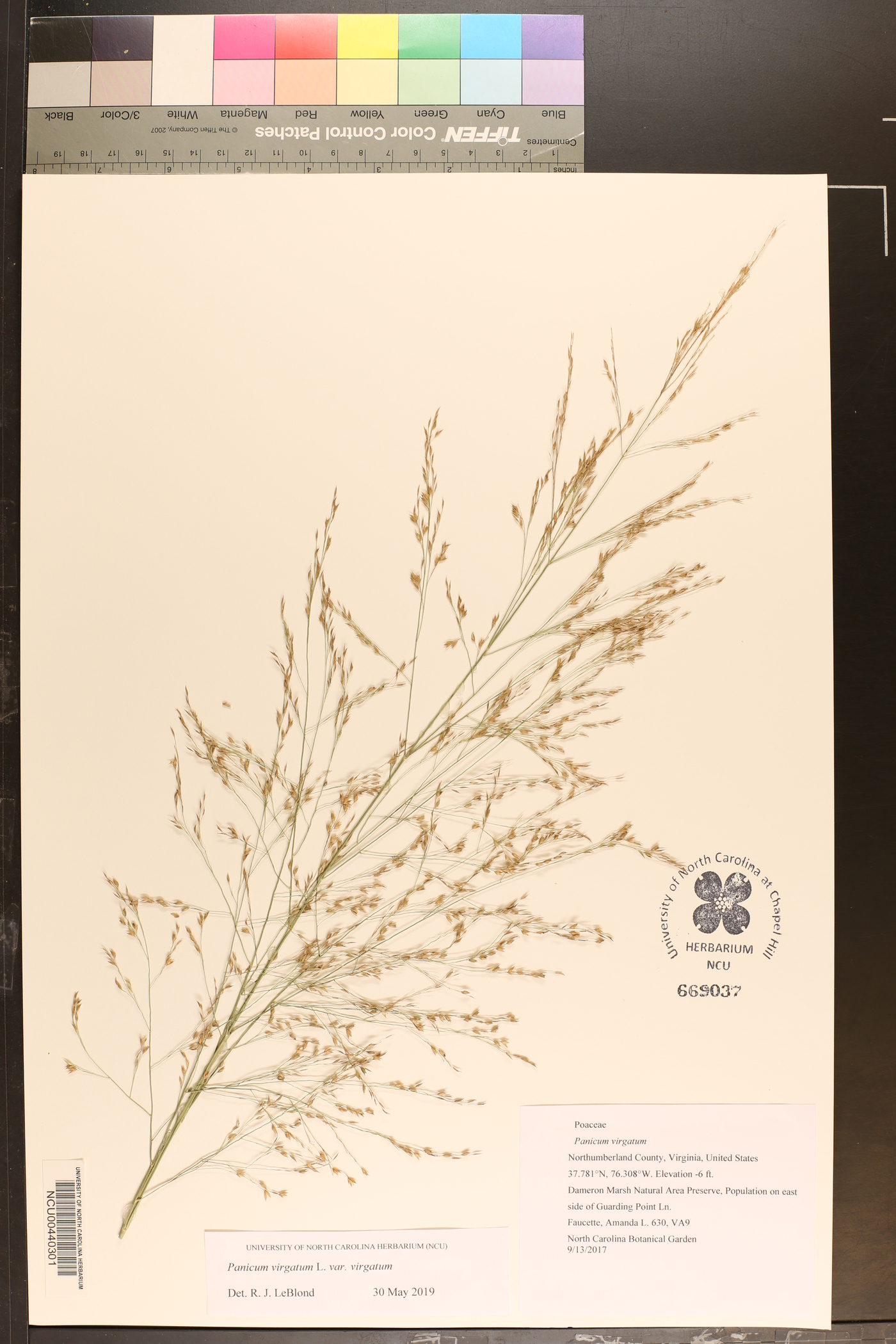 Panicum virgatum var. virgatum image