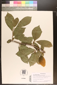 Nyssa biflora image