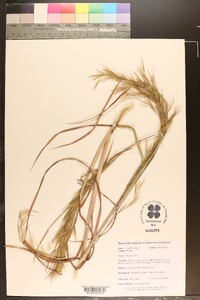 Andropogon cretaceus image