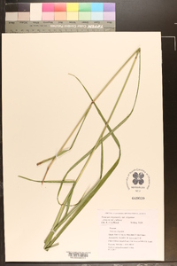 Panicum virgatum var. virgatum image