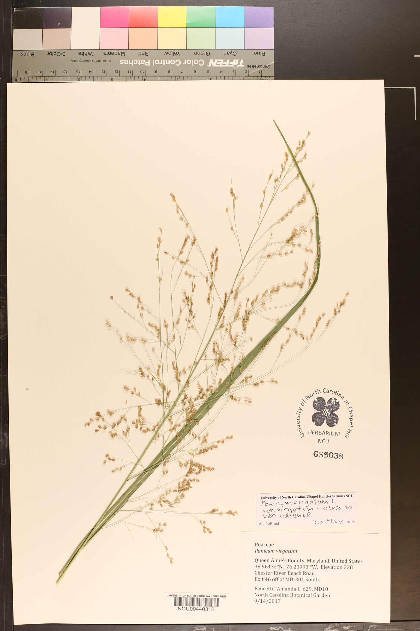 Panicum virgatum var. virgatum image