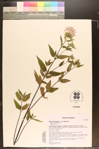 Monarda fistulosa var. fistulosa image