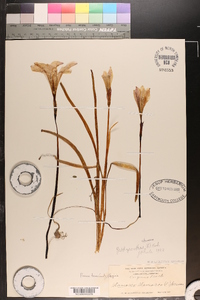 Zephyranthes atamasca image