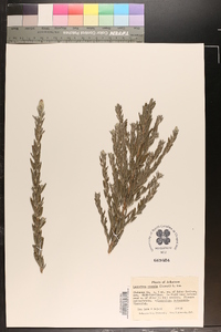 Lespedeza cuneata image