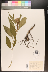 Asclepias perennis image