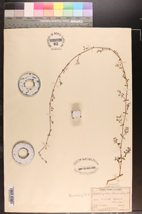 Siphonychia americana image